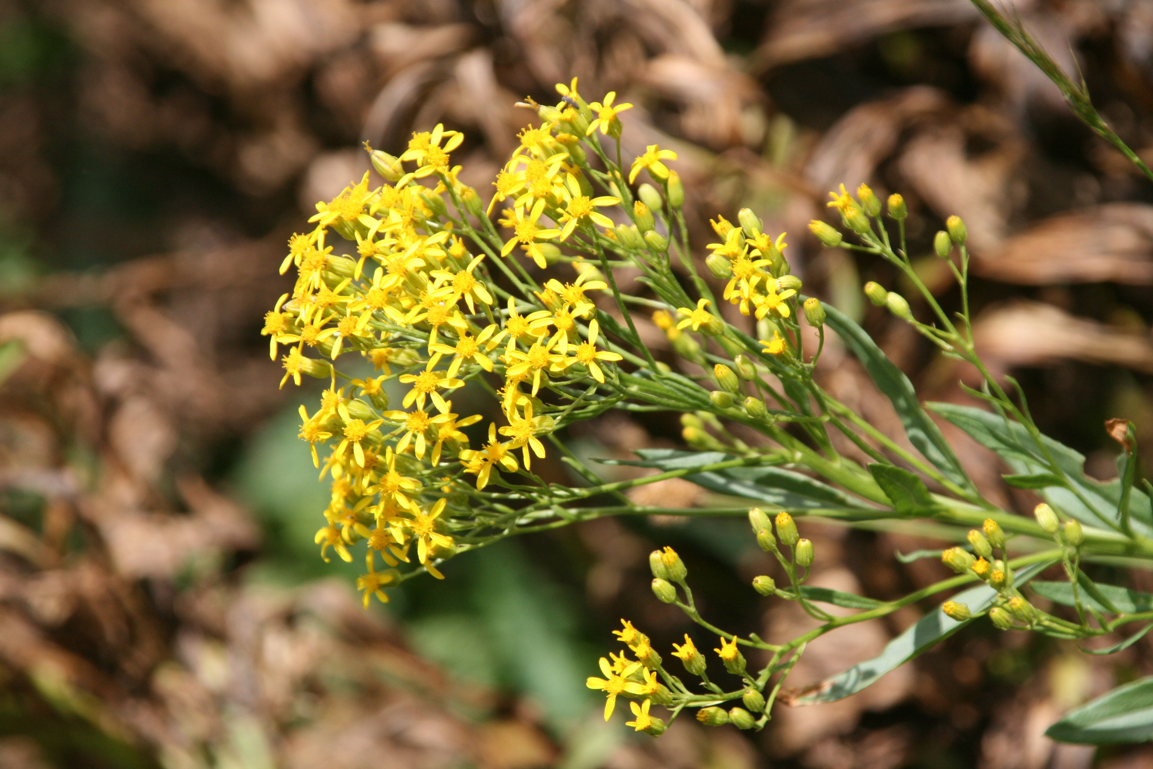 tall ragwort (Senecio serra)